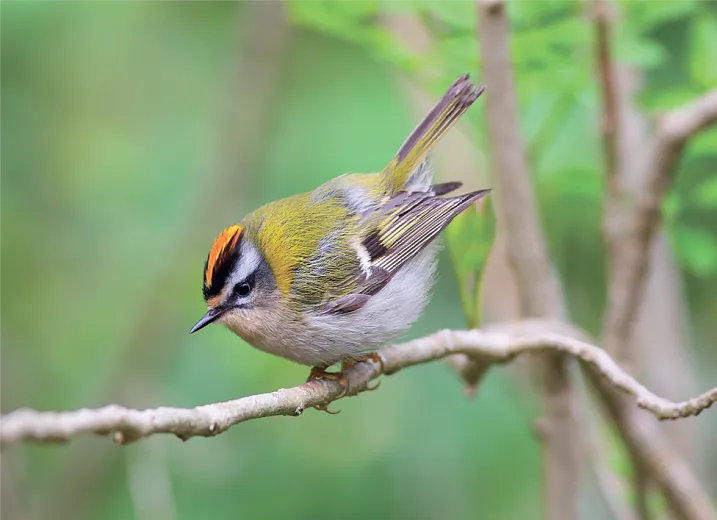 Искусственные гнездовья для птиц установят на «Роза Хутор», фото 2 - круглогодичный курорт «Роза Хутор»