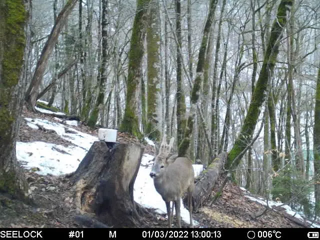 В горах Сочи организуют подкорм копытных после снежной зимы, фото 3 - круглогодичный курорт «Роза Хутор»