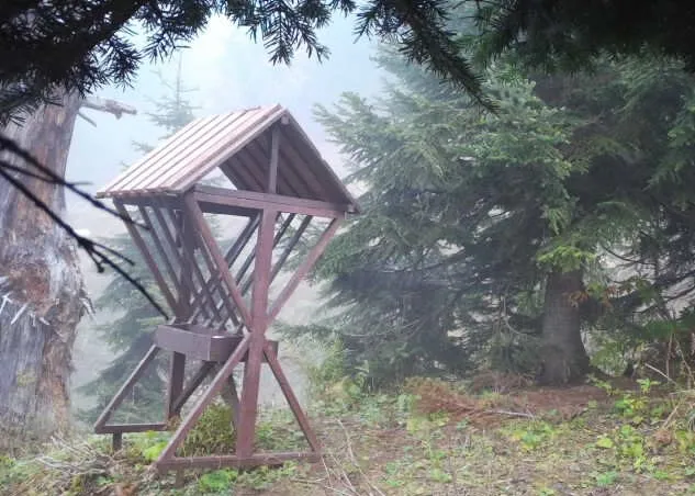 На Роза Хутор заботятся о диких животных, фото 5 - круглогодичный курорт «Роза Хутор»