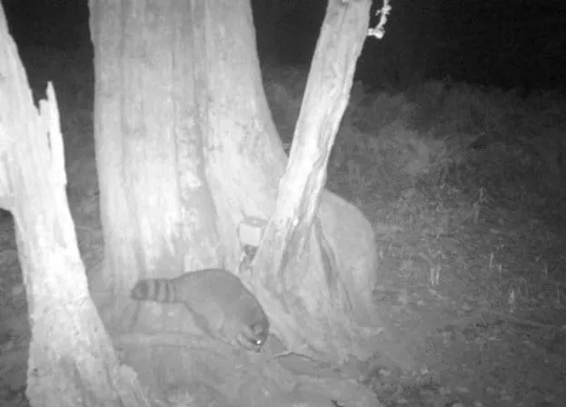 На Роза Хутор заботятся о диких животных, фото 6 - круглогодичный курорт «Роза Хутор»