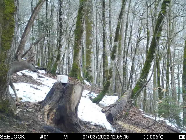 В горах Сочи организуют подкорм копытных после снежной зимы, фото 1 - круглогодичный курорт «Роза Хутор»