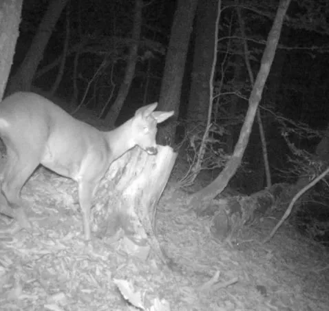 На Роза Хутор заботятся о диких животных, фото 3 - круглогодичный курорт «Роза Хутор»