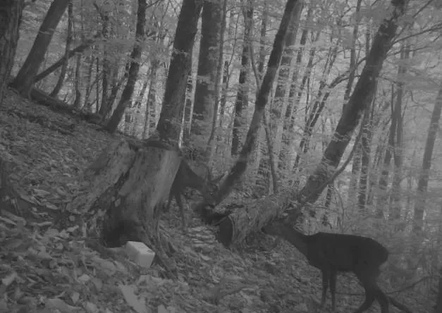 На Роза Хутор заботятся о диких животных, фото 2 - круглогодичный курорт «Роза Хутор»