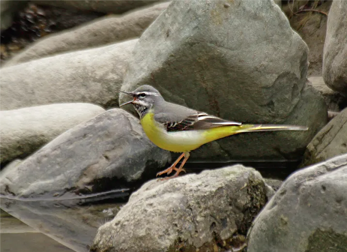 Искусственные гнездовья для птиц установят на «Роза Хутор», фото 3 - круглогодичный курорт «Роза Хутор»